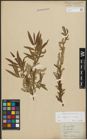 Foto von Salix purpurea L. x Salix viminalis L.